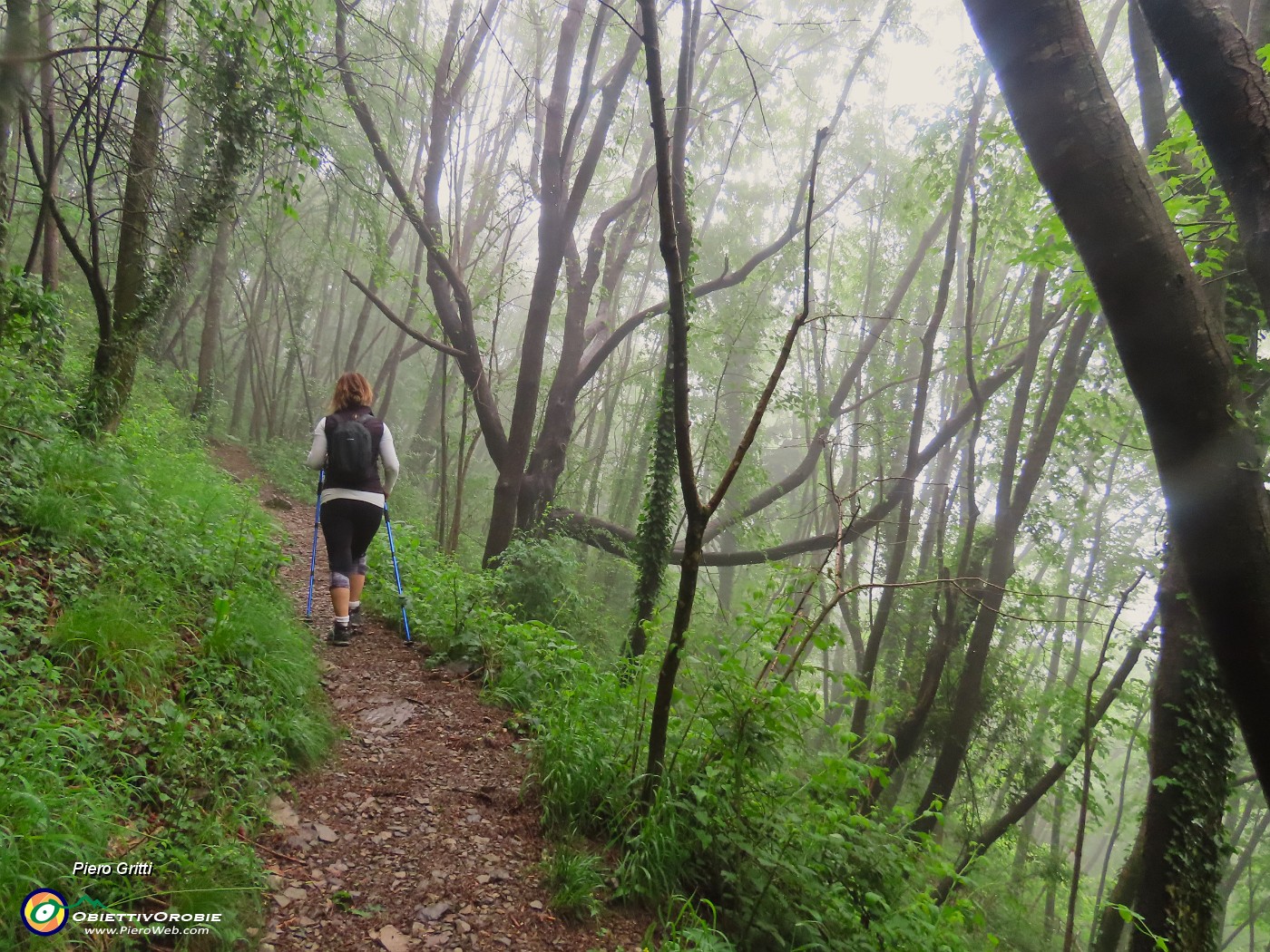 09 Nebbia diffusa tra i carpini neri.JPG